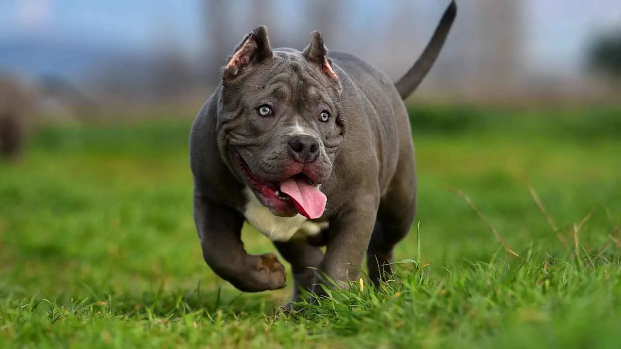 American bully