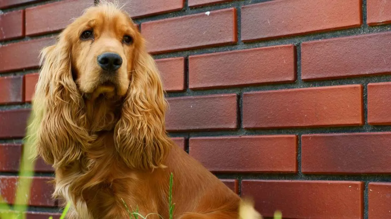 American Cocker Spaniel