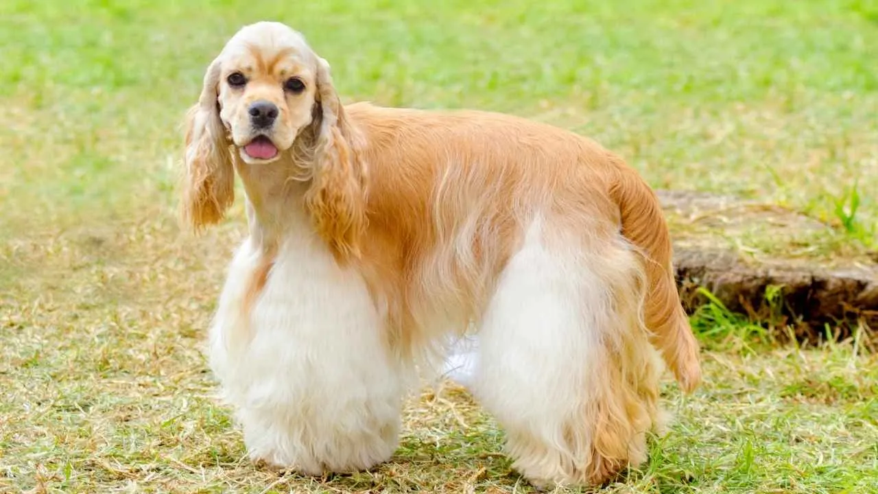 American Cocker Spaniel