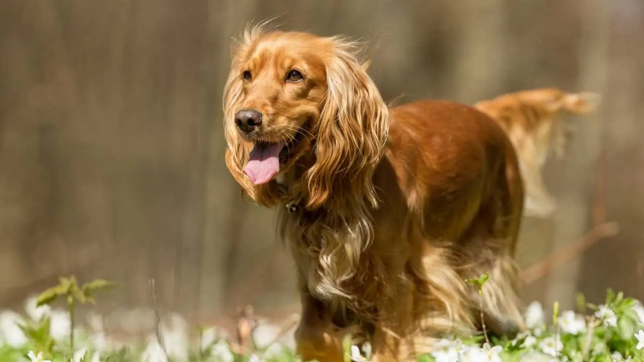 American Cocker Spaniel
