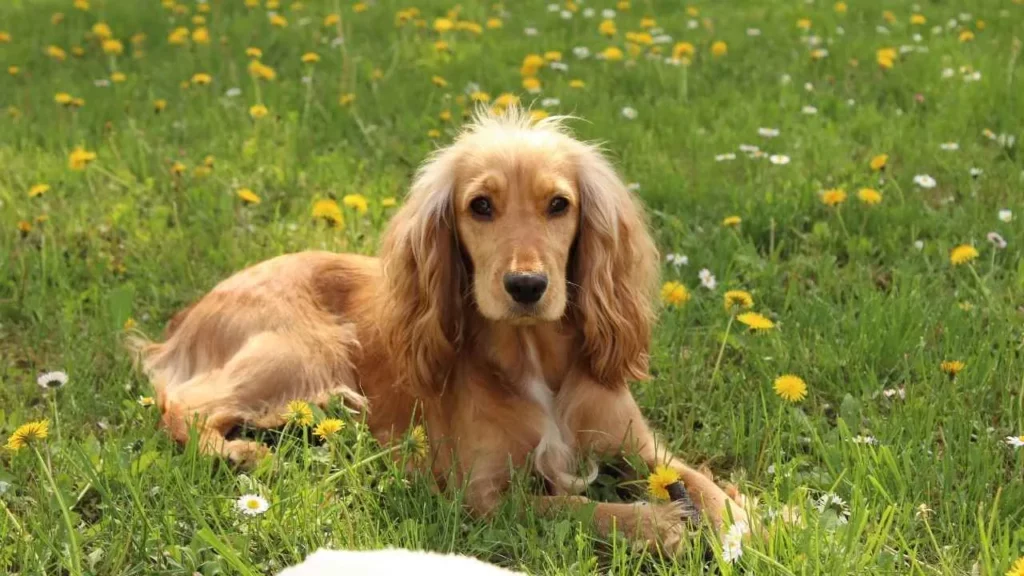cocker spaniel
