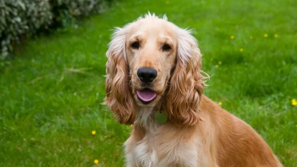 Cocker Spaniel