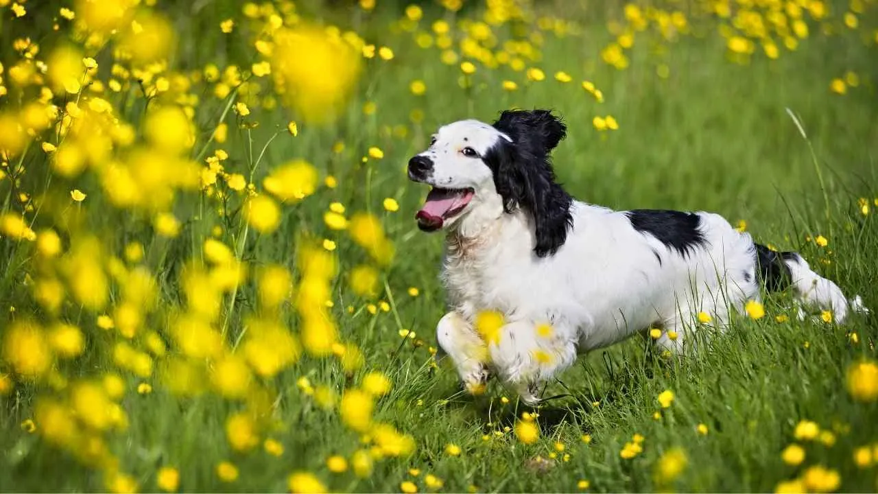 American Cocker Spaniel