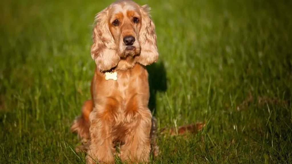 Cocker spaniel