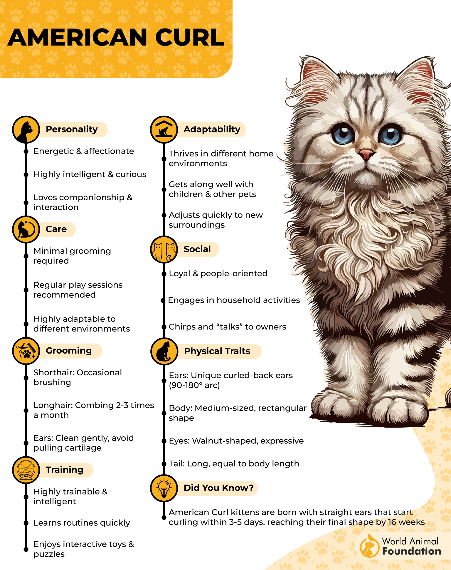 American Curl Profile