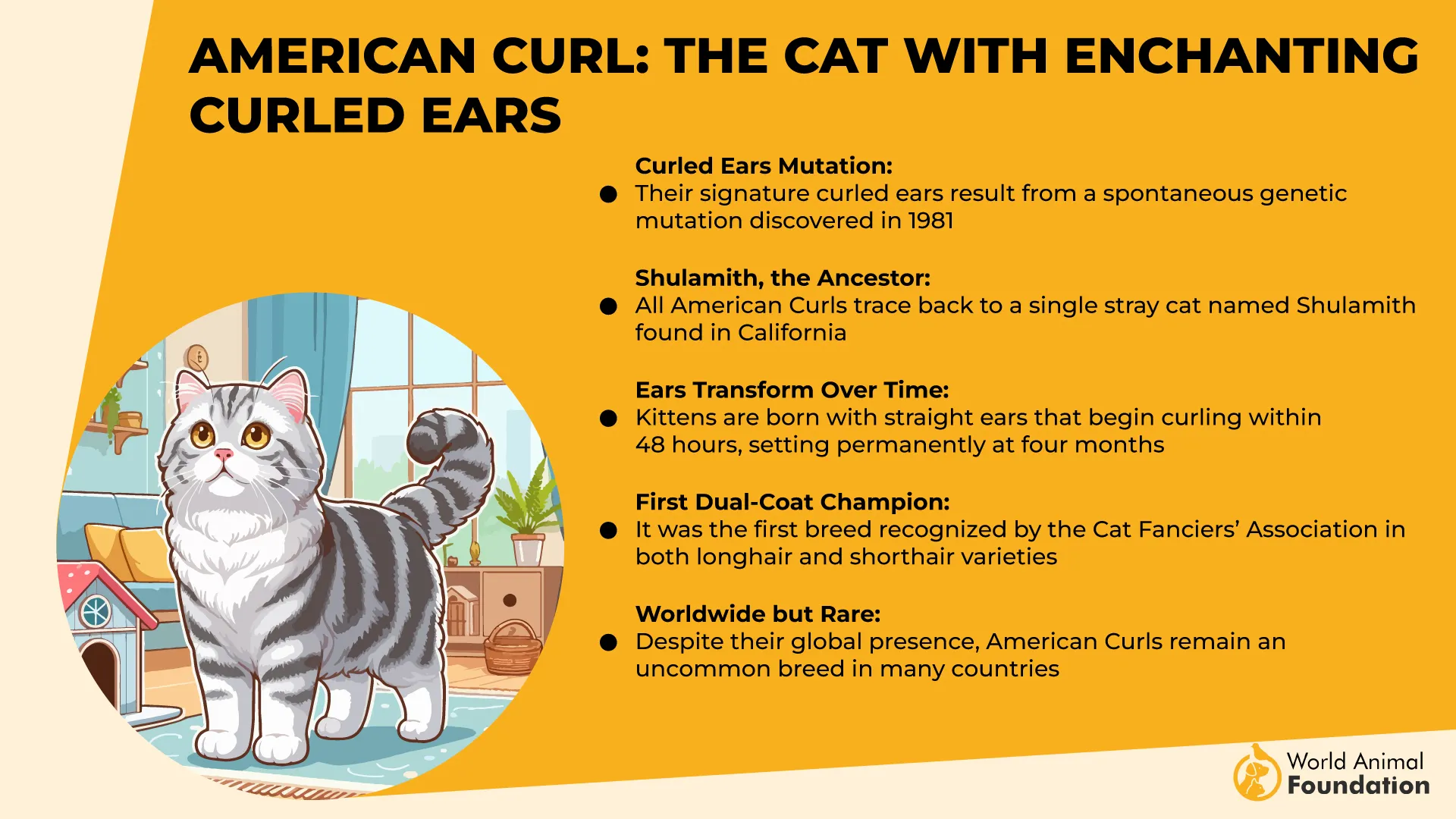 American Curl The Cat with Enchanting Curled Ears-01