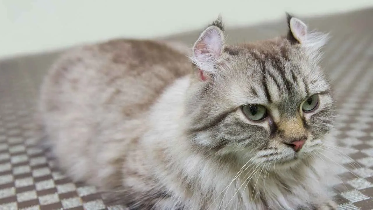 American Curl
