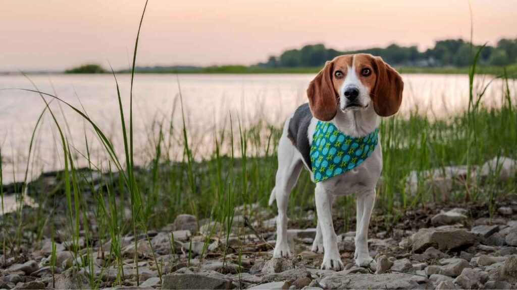 english coonhound