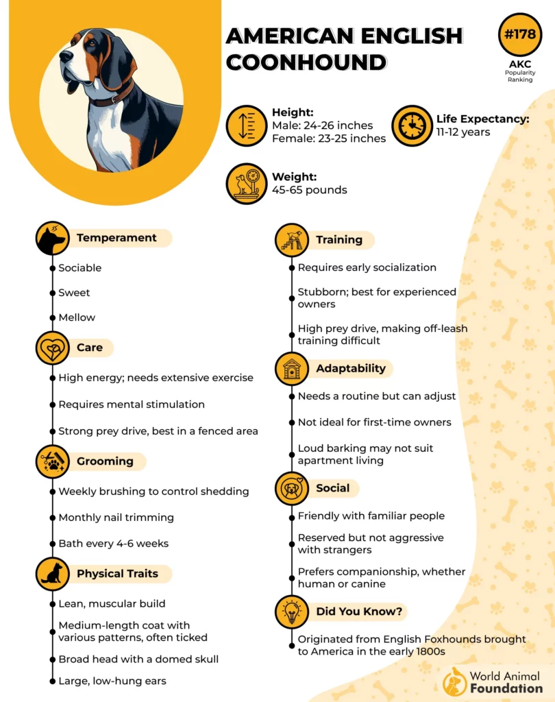 American English Coonhound