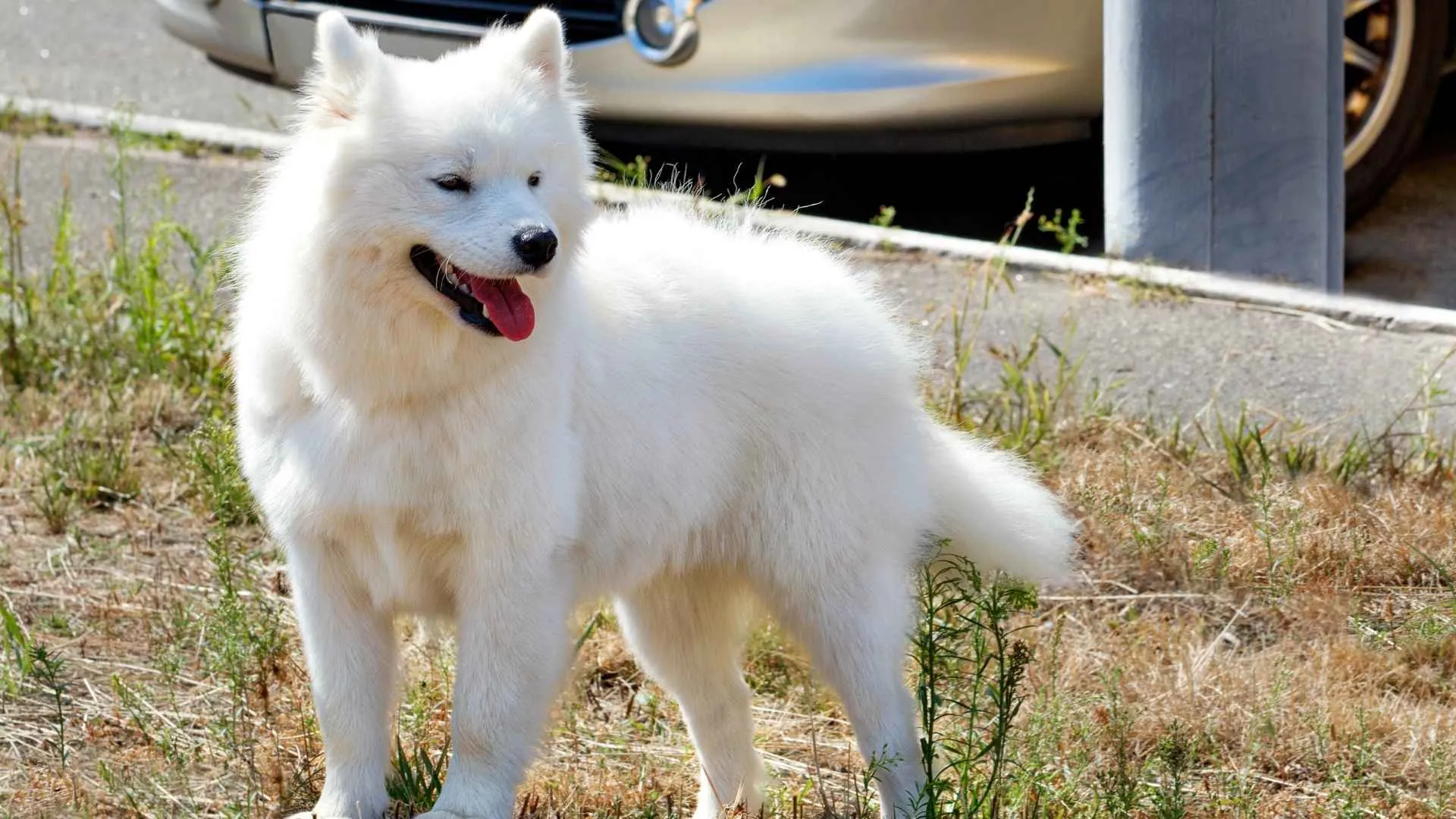 American Eskimo Dog