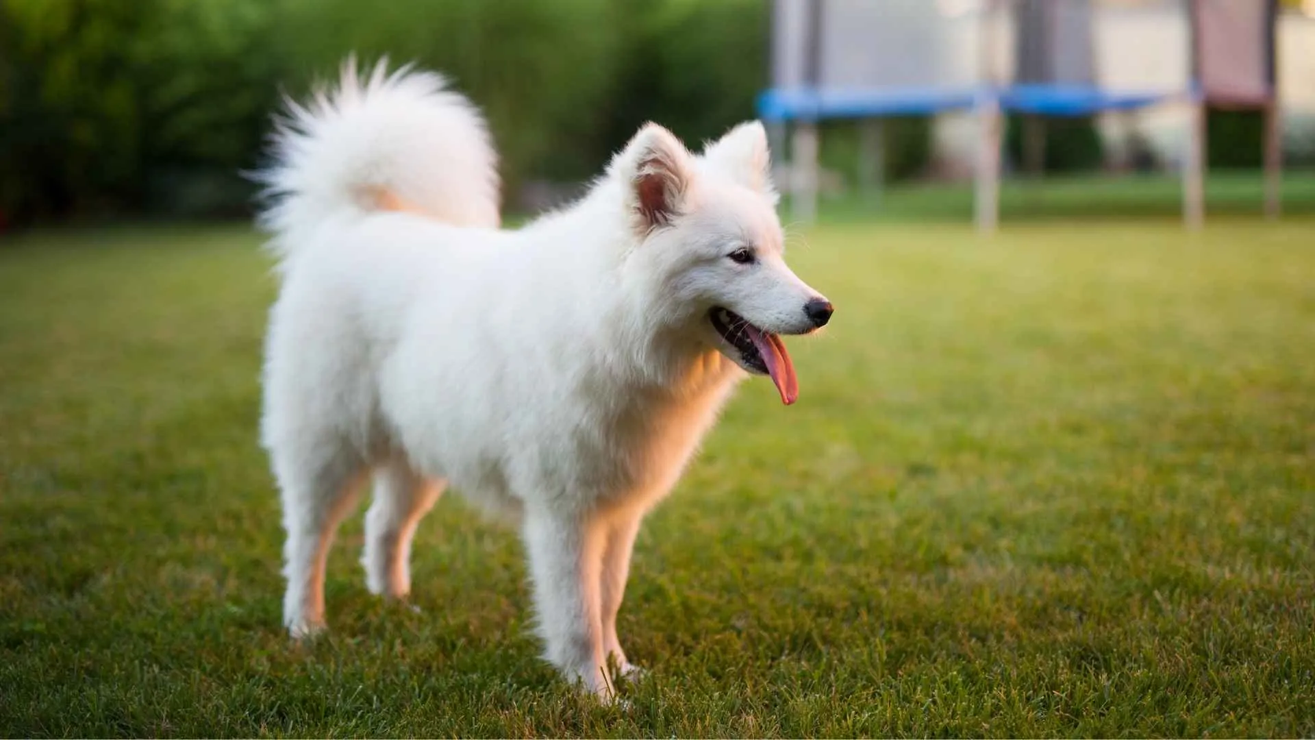American Eskimo Dog