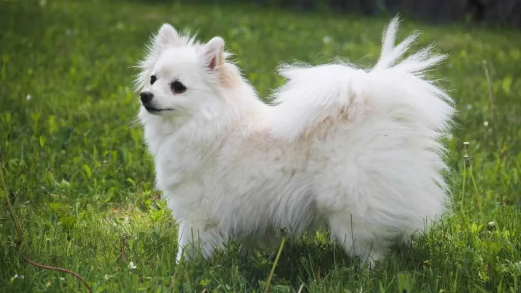 American Eskimo Dog