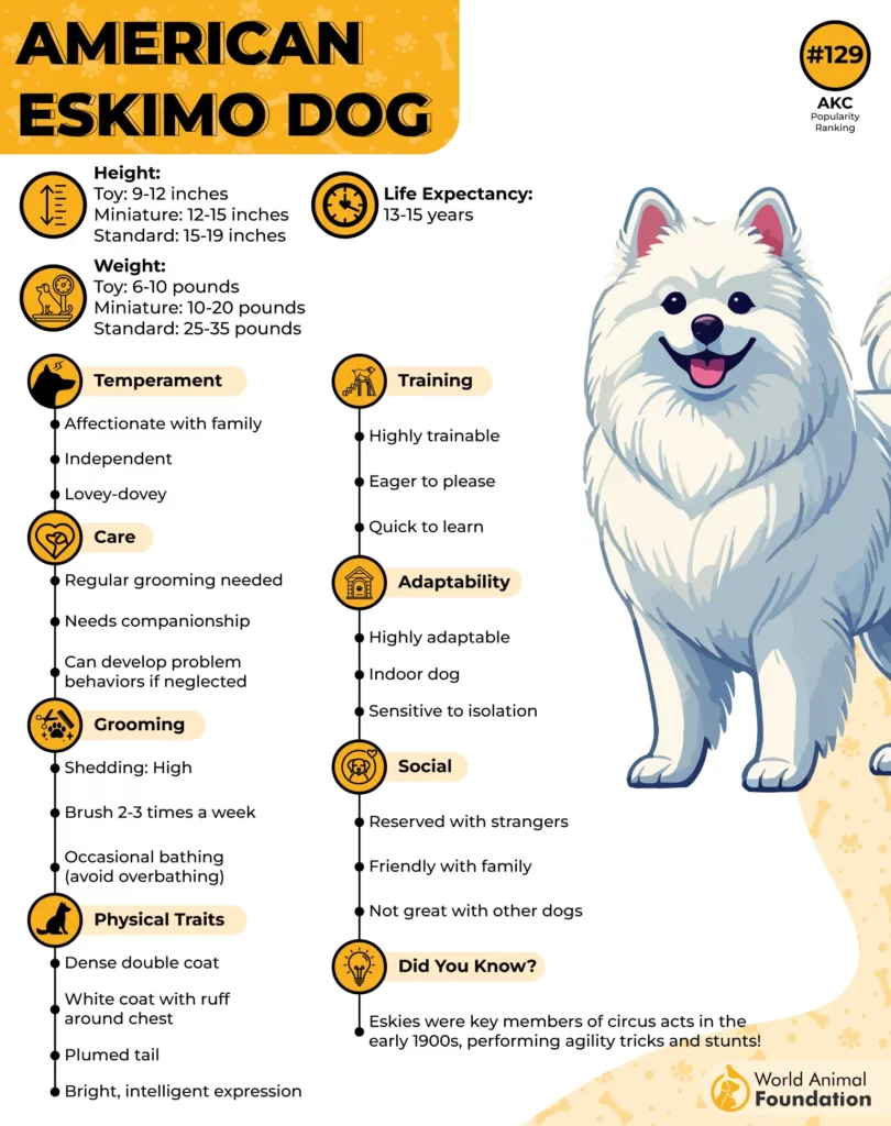 American Eskimo Dog