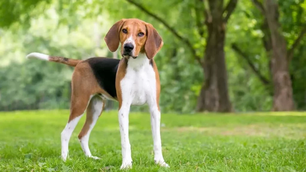 American Foxhound