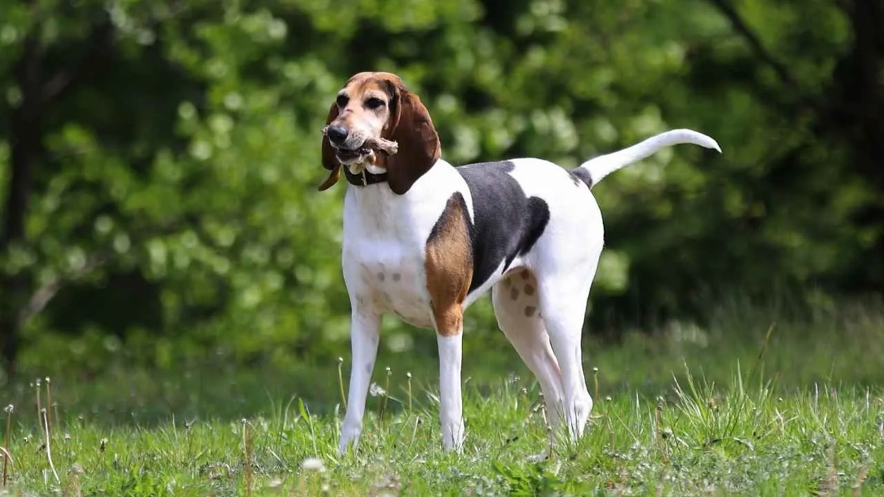American Foxhound