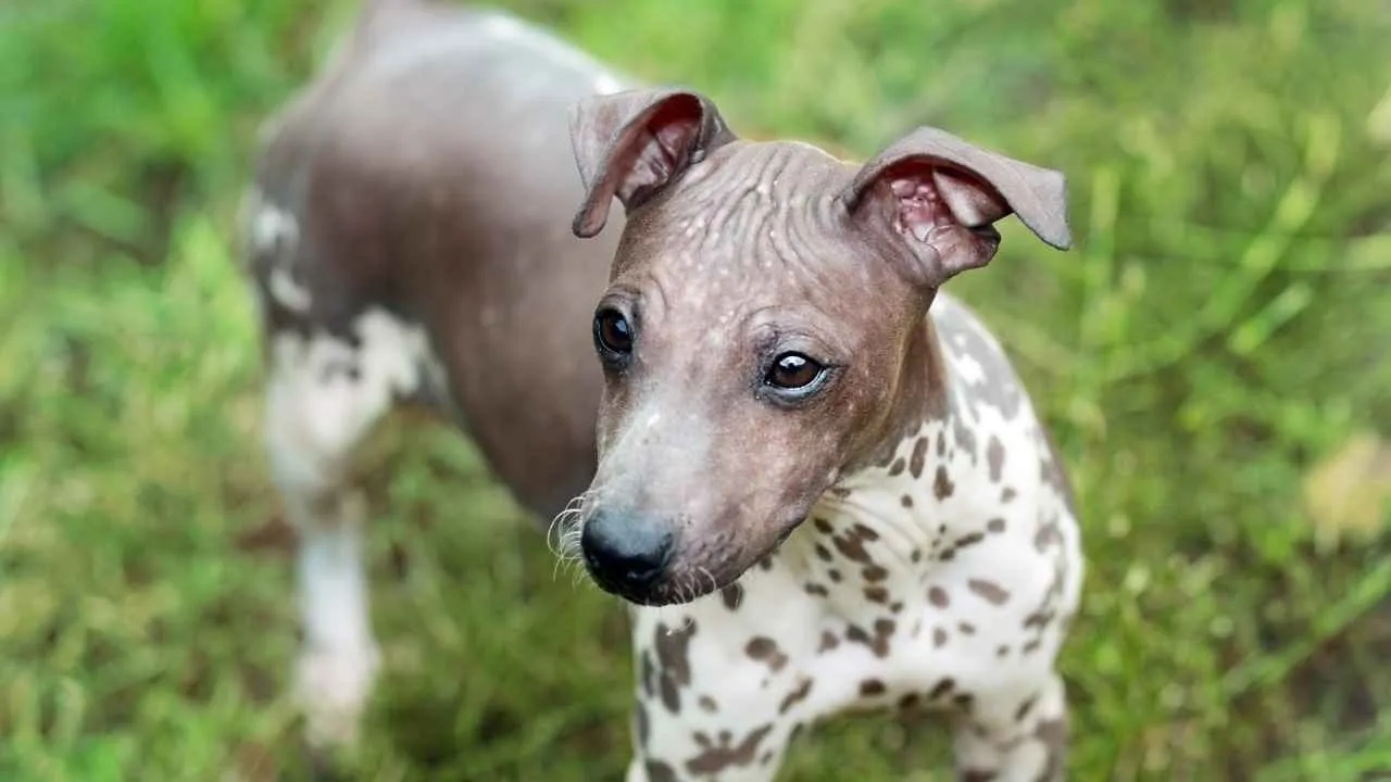 American Hairless Terrier