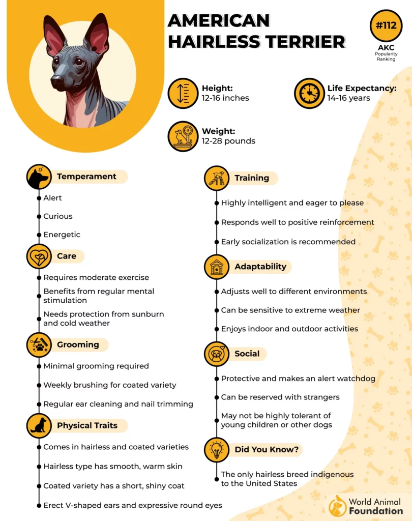 American Hairless Terrier