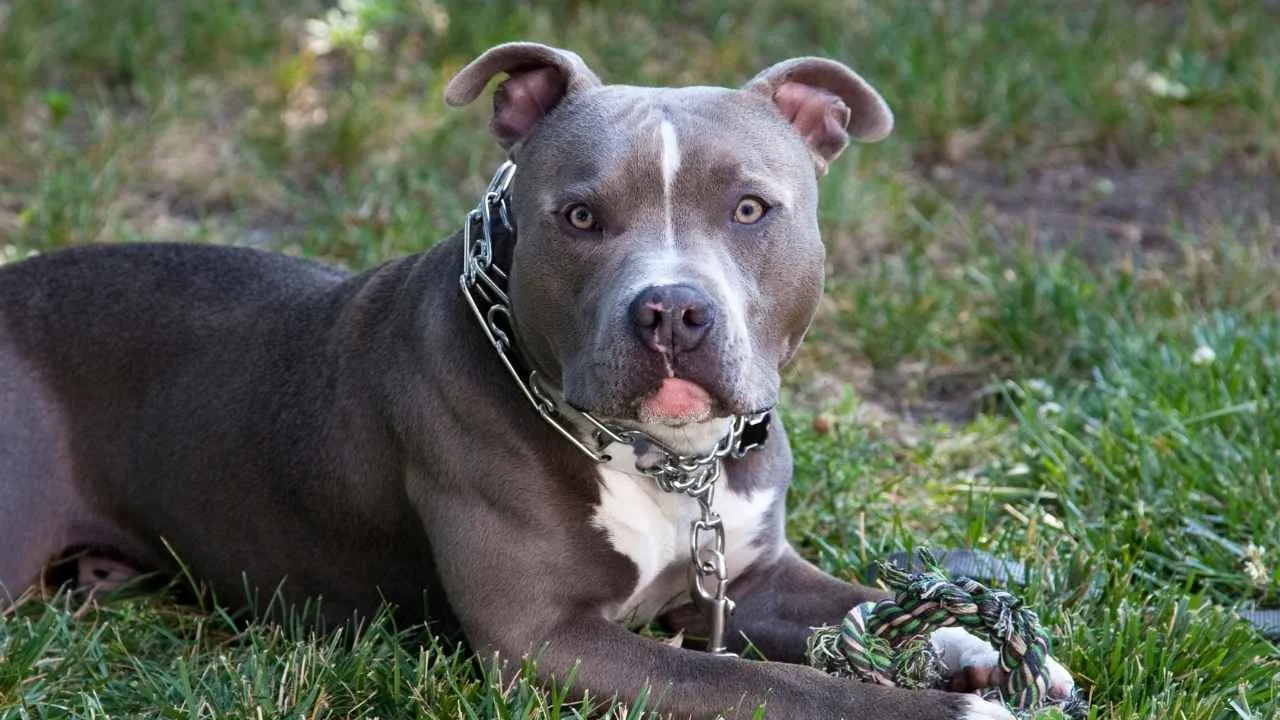American Pit Bull Terrier