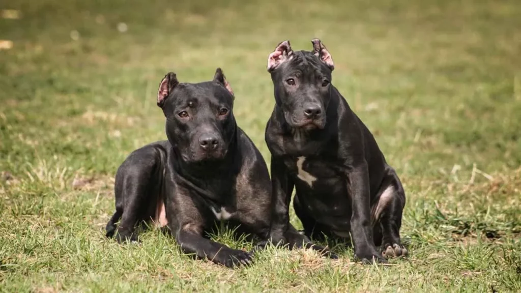 american pit bull terrier