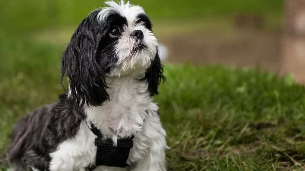 Shih Tzu