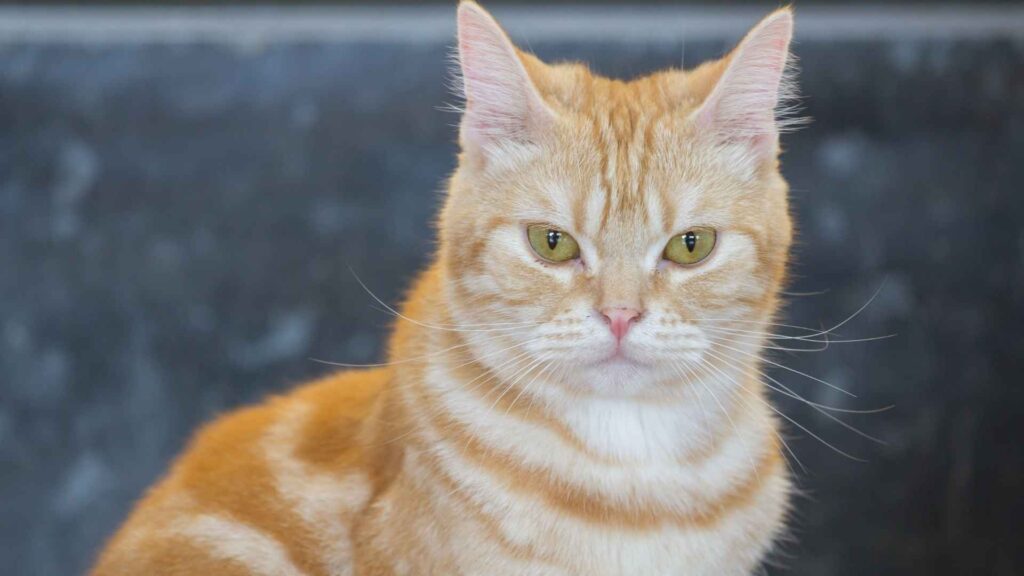 American Shorthair
