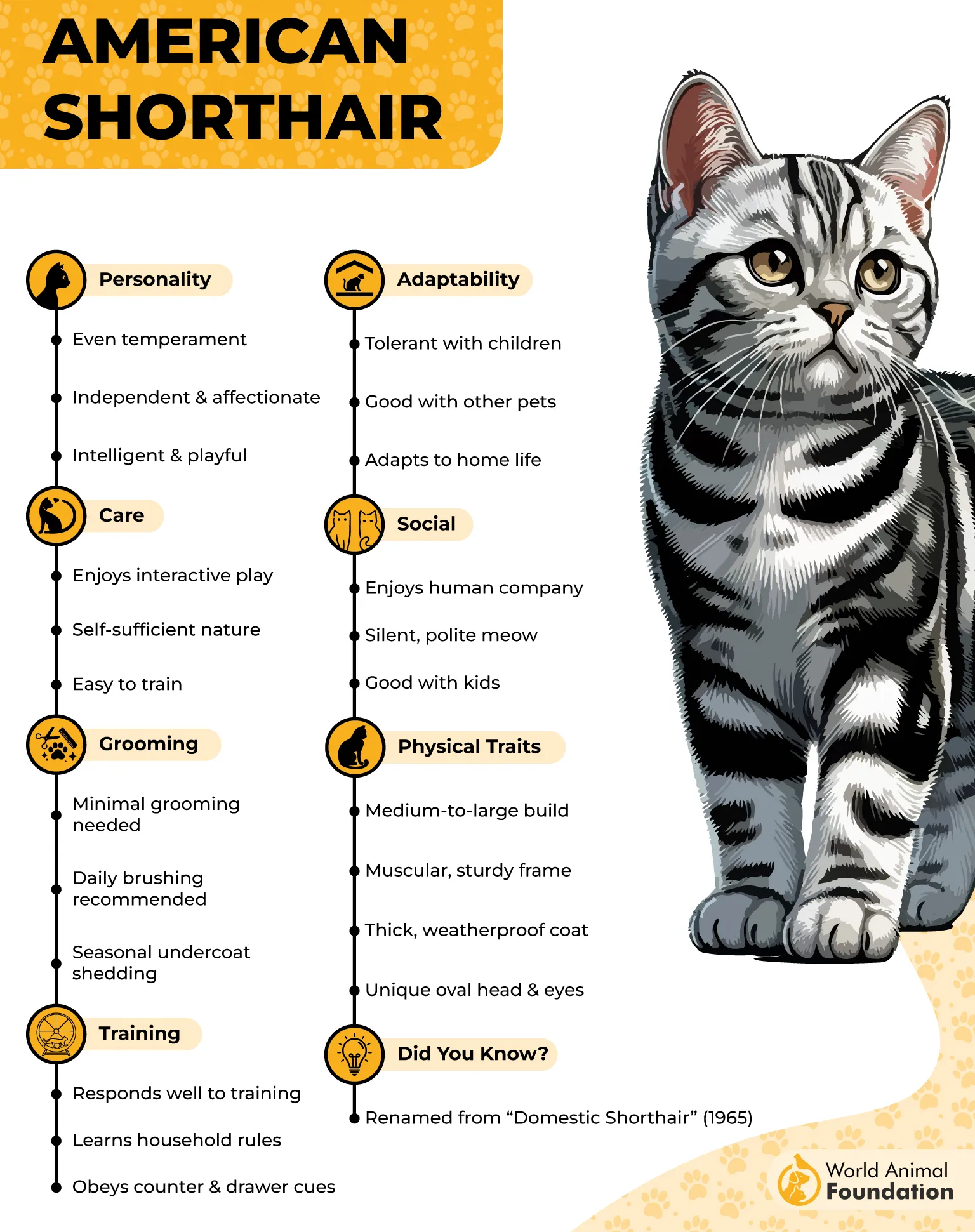 American Shorthair Profile
