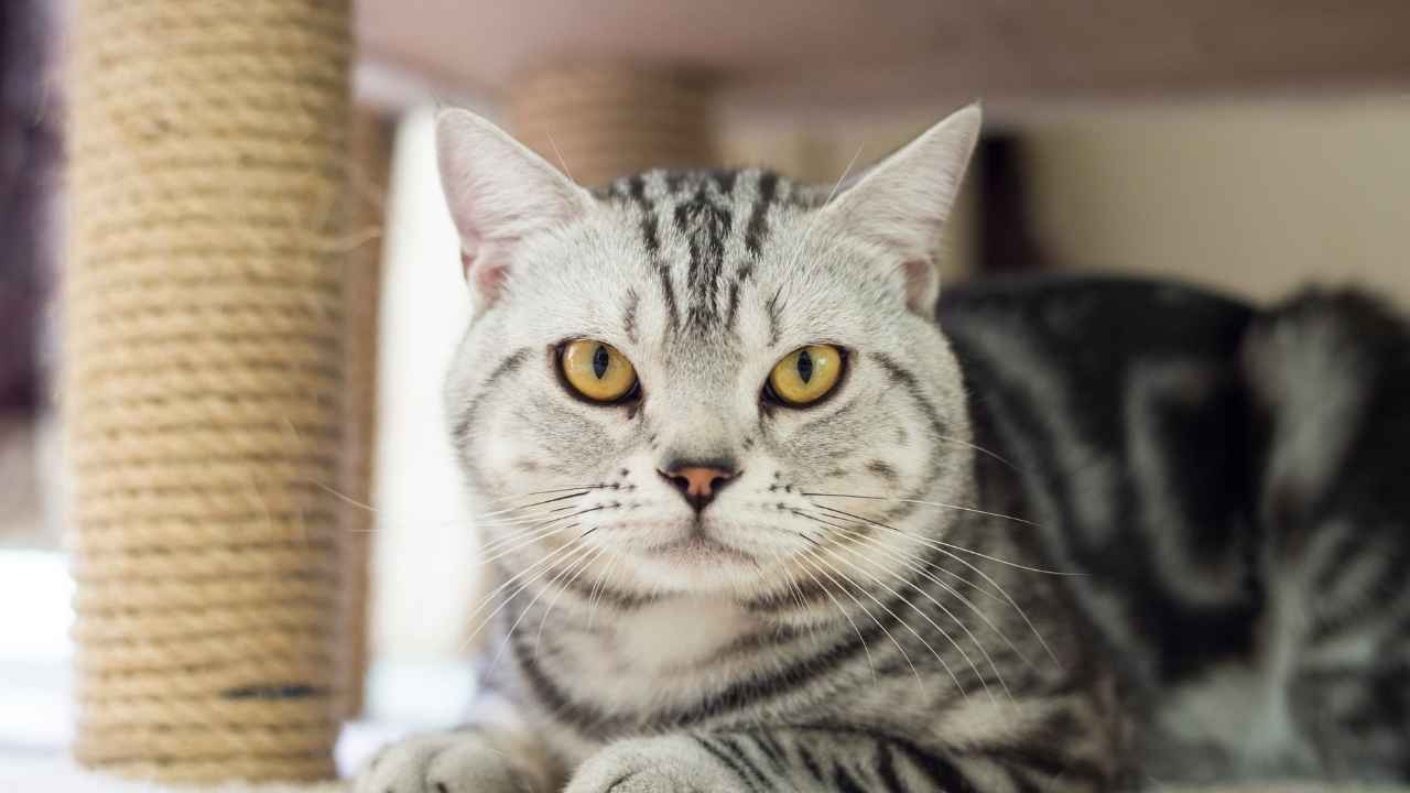 american shorthair