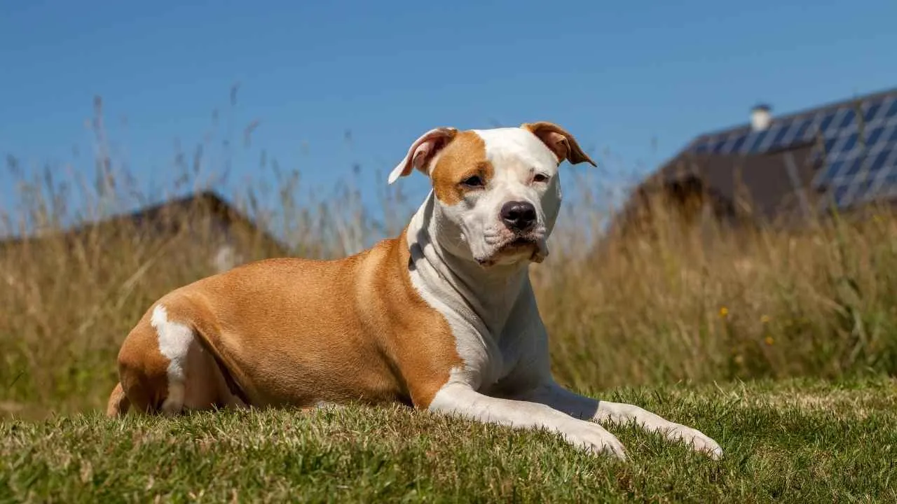 American Staffordshire Terrier