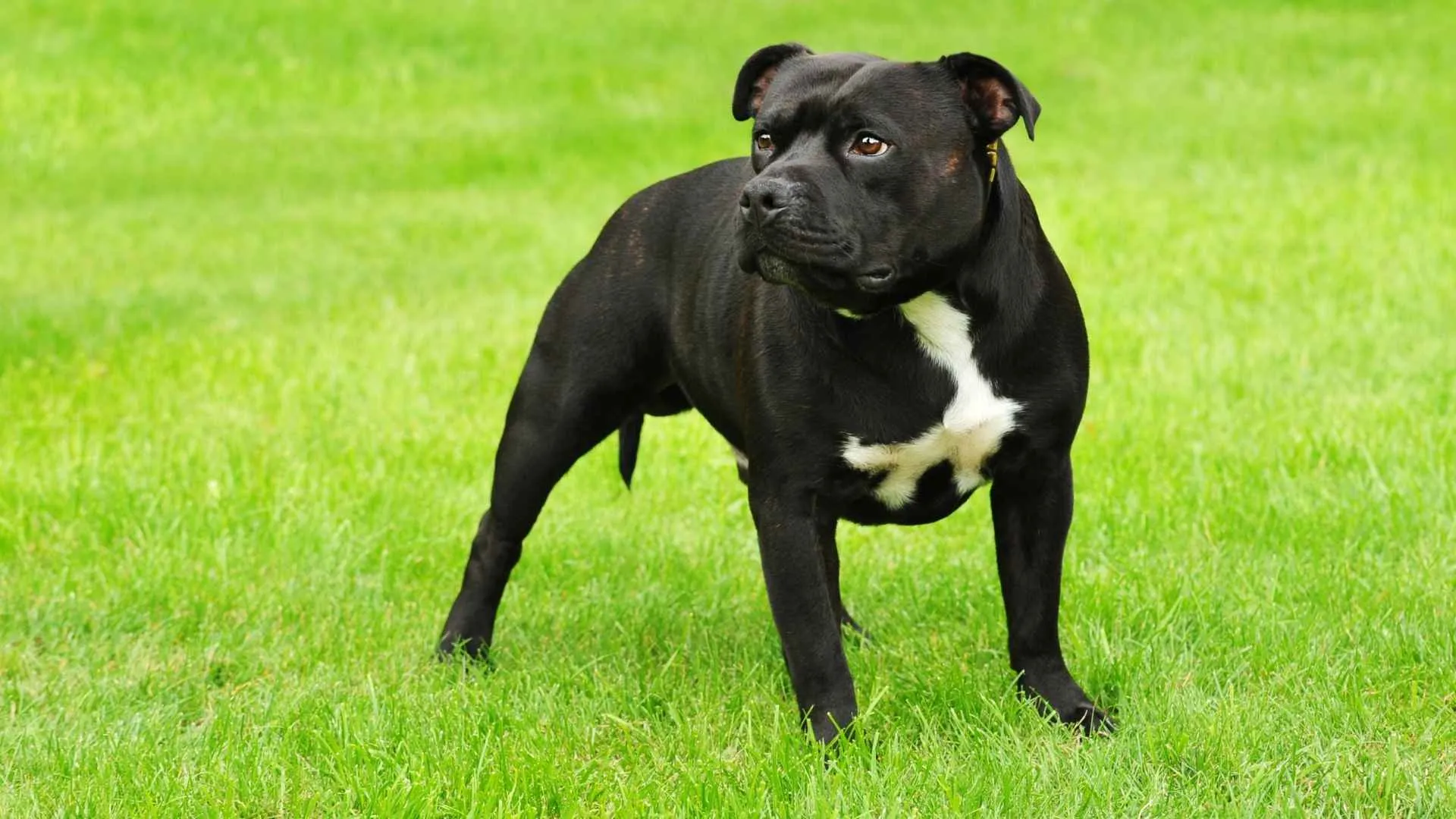 American Staffordshire Terrier