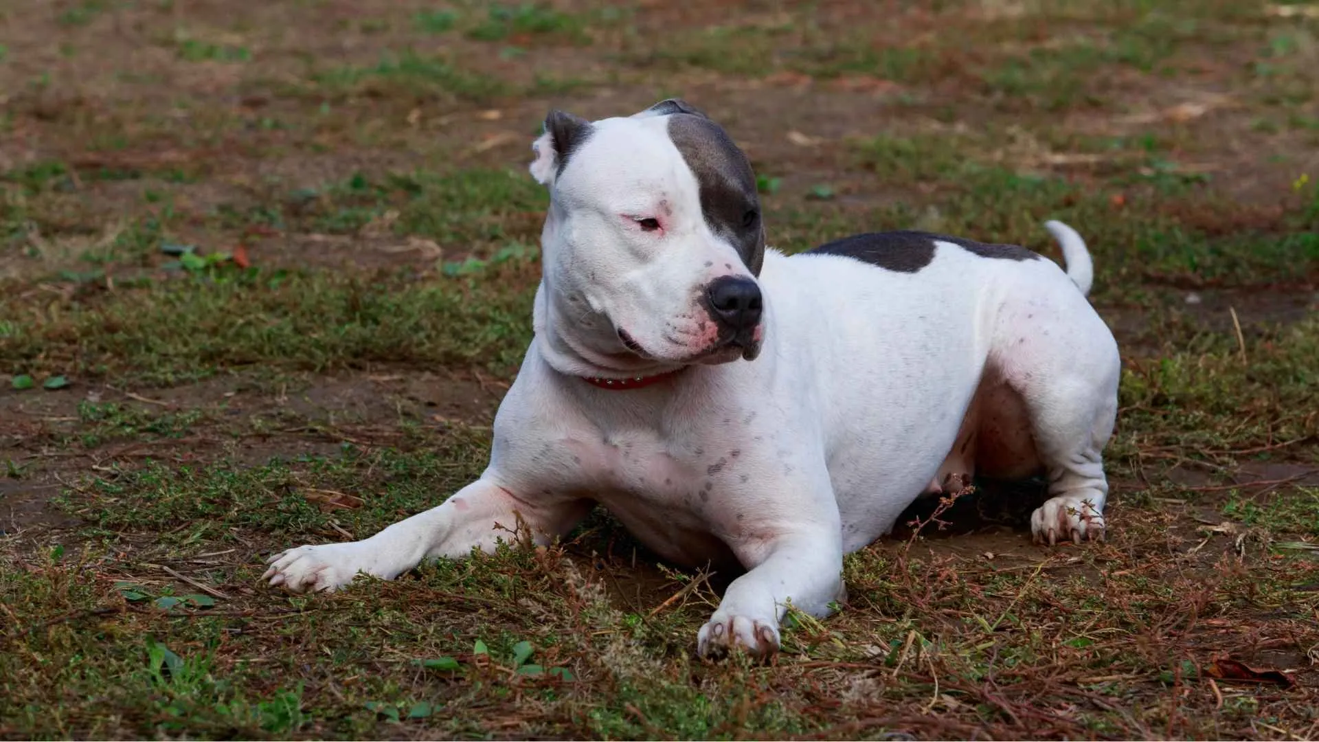American Staffordshire Terrier