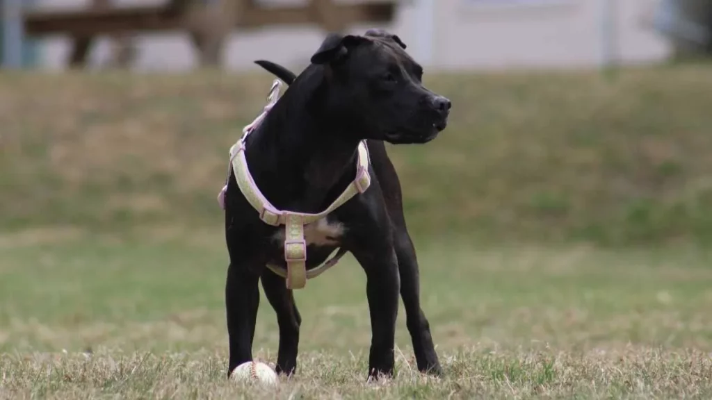 American Staffordshire Terrier