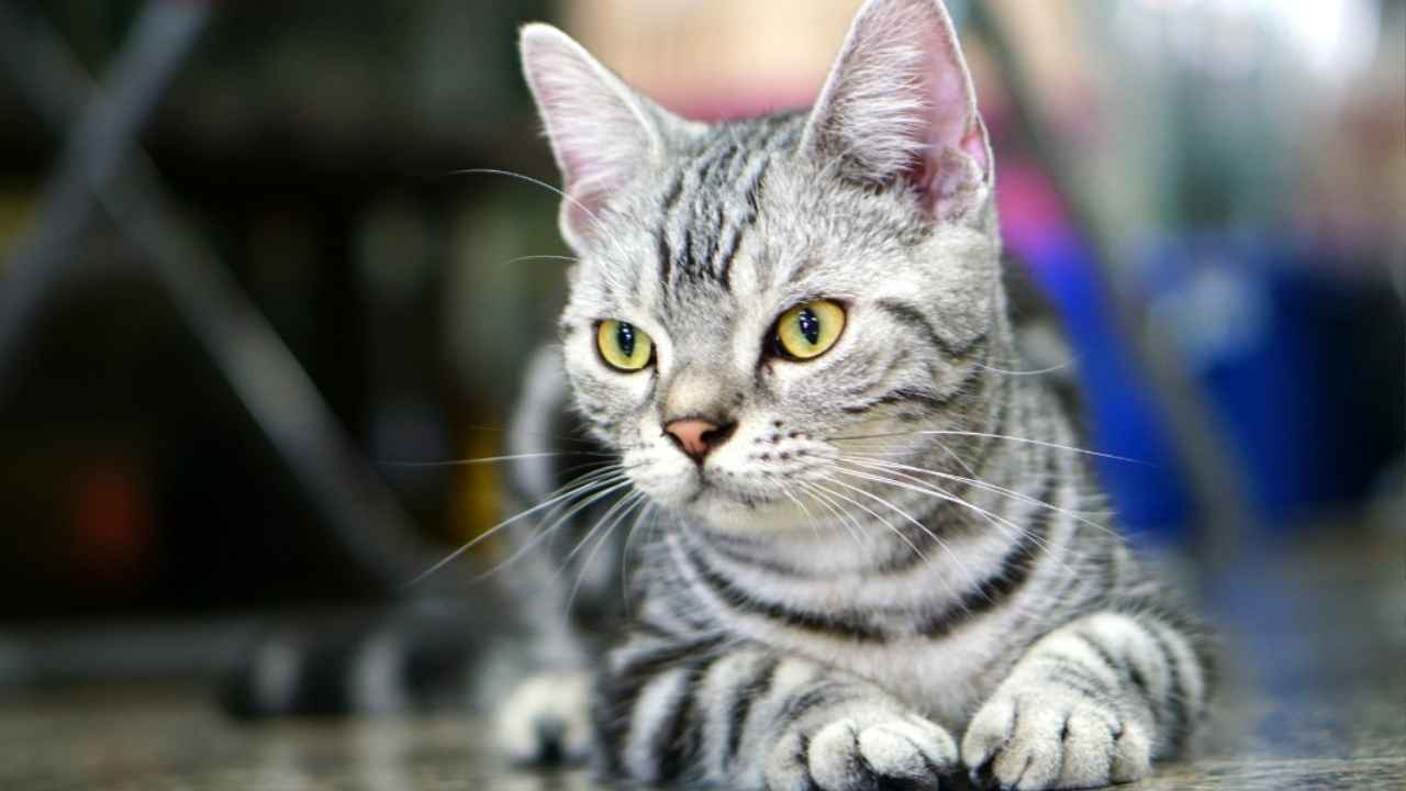 American Wirehair