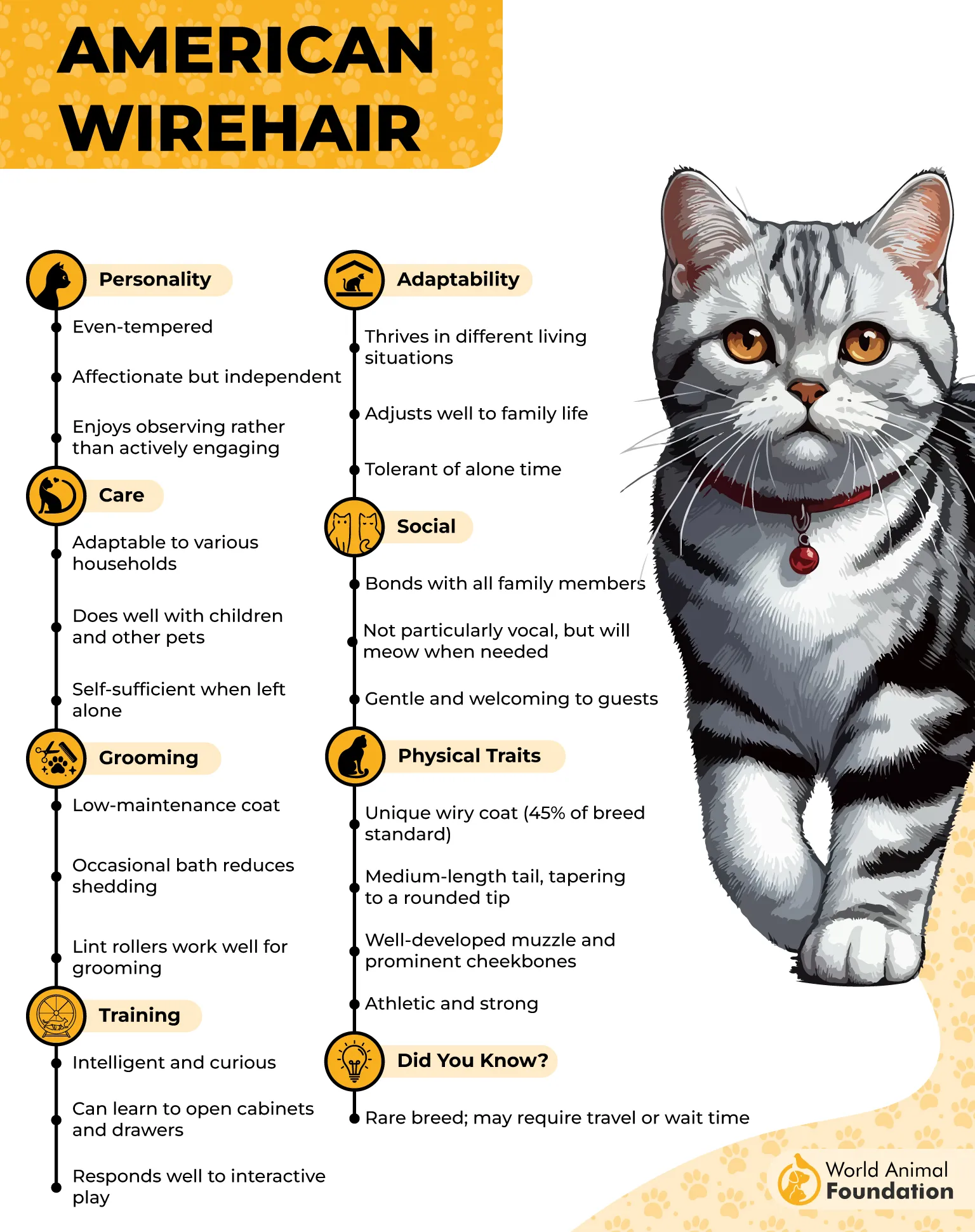 American Wirehair Profile