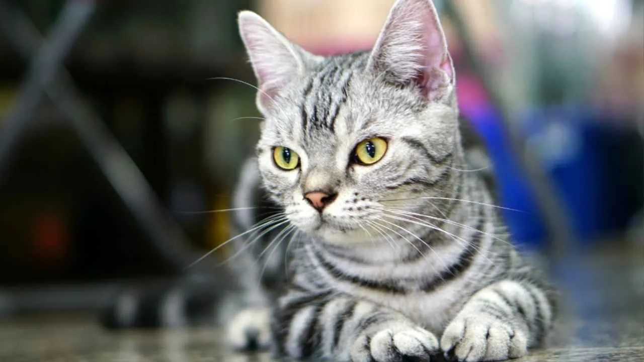 American Wirehair
