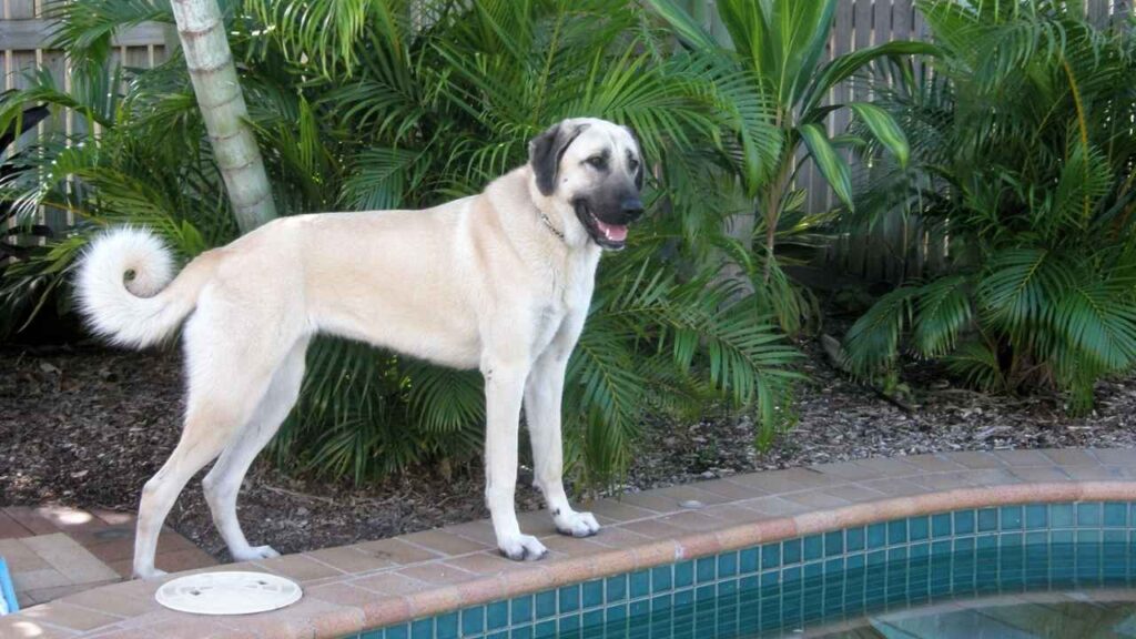 Anatolian-Shepherd-2