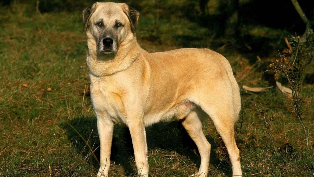 Anatolian Shepherd 
