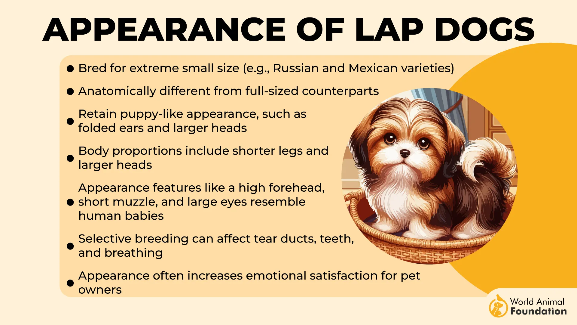 Appearance of Lap Dogs-01