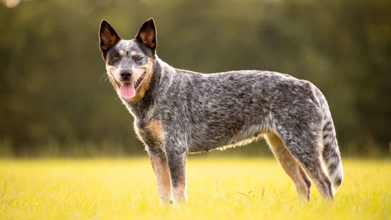 Australian Cattle dog