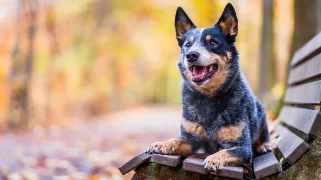 Australian-Cattle-Dog-10