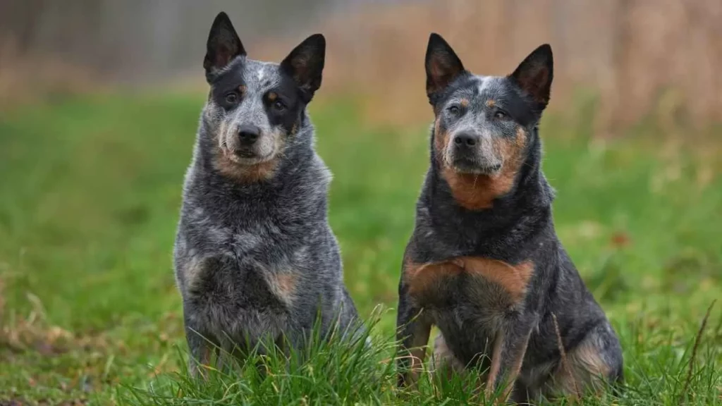 Australian-Cattle-Dog-2