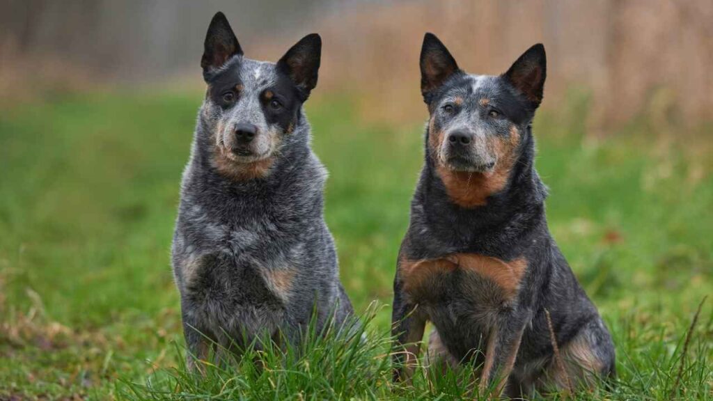 Australian-Cattle-Dog-2-5