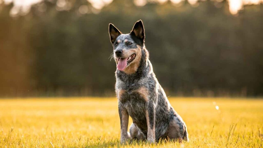 Australian-Cattle-Dog-3-4