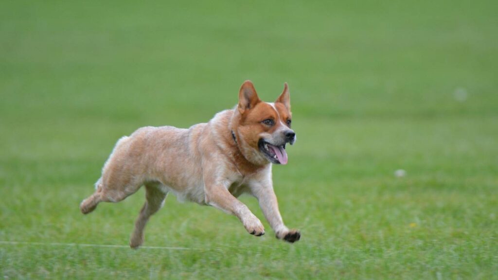 Australian-Cattle-Dog-4-2
