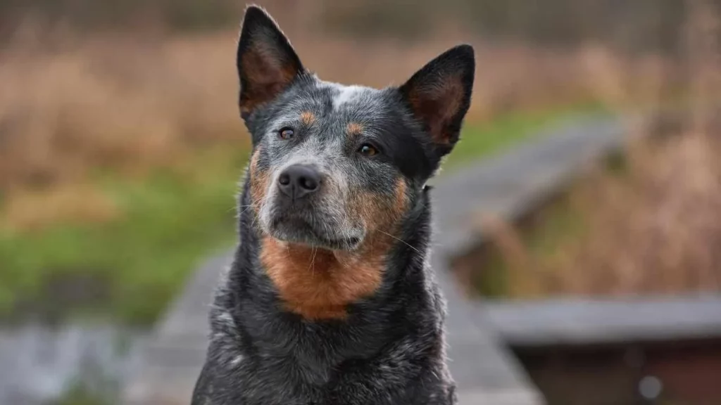Australian-Cattle-Dog-7