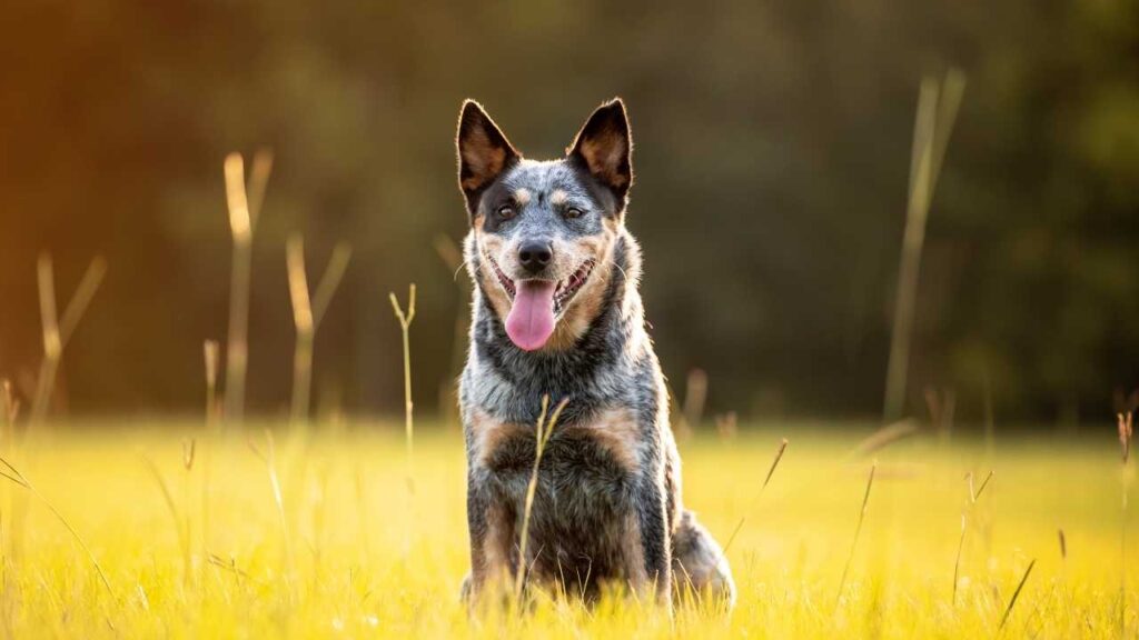 Dog Breeds For Peaceful Country Living