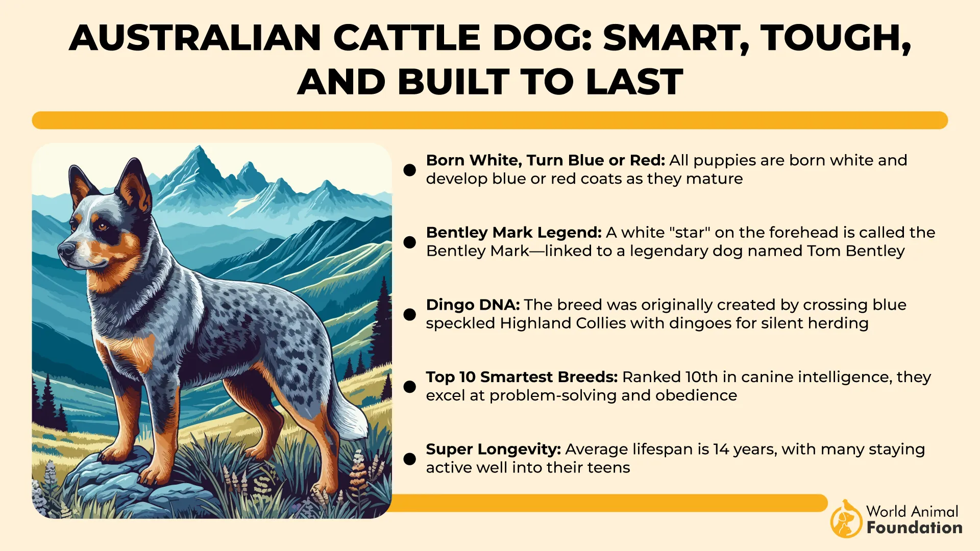 Australian Cattle Dog Smart, Tough, and Built to Last-01