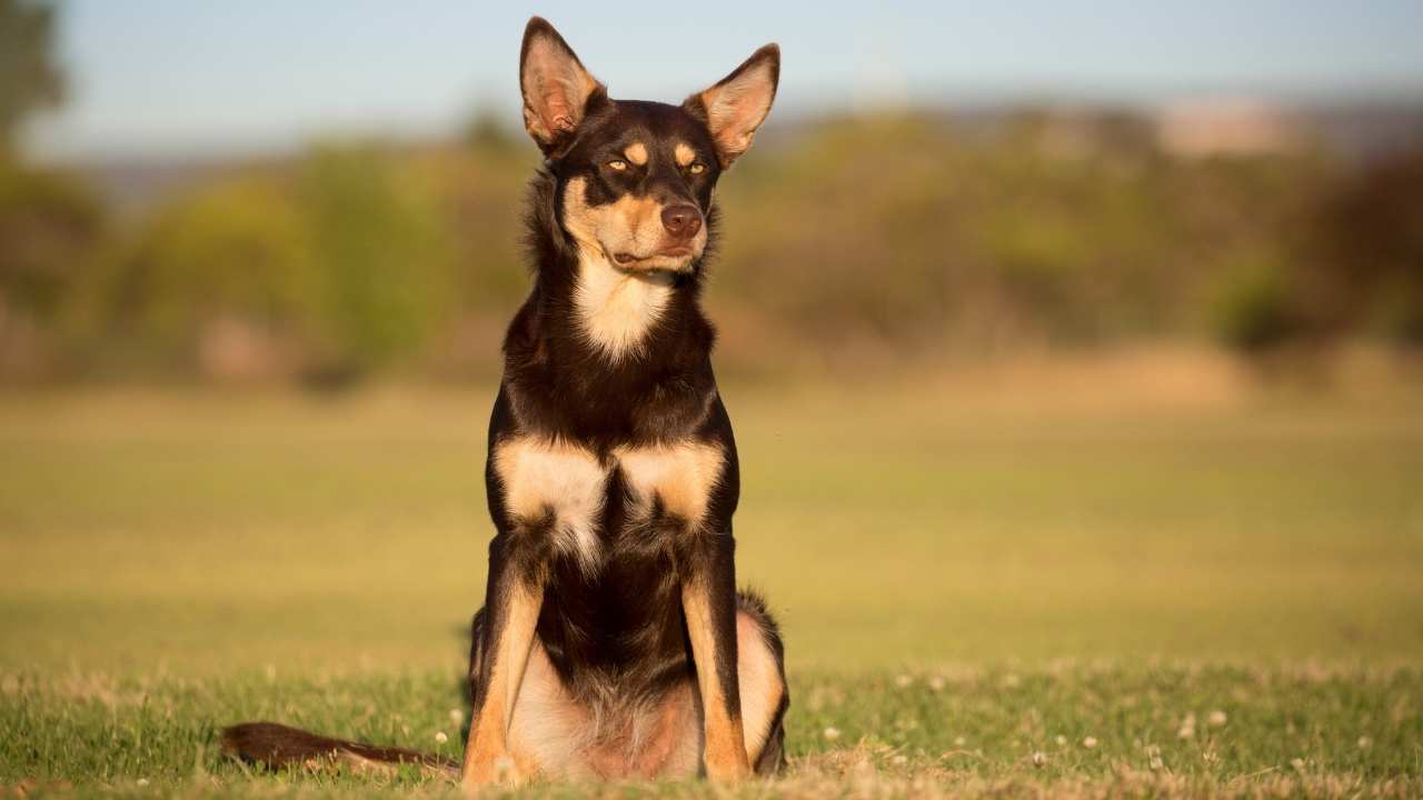 australian kelpie