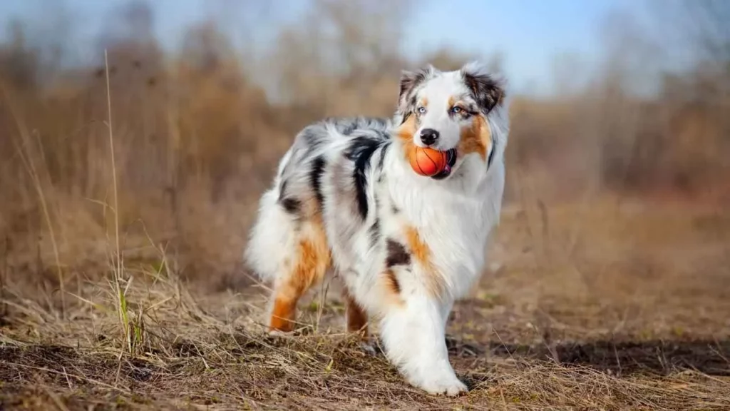 Australian Shepherd
