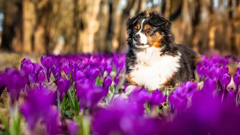 Australian Shepherd
