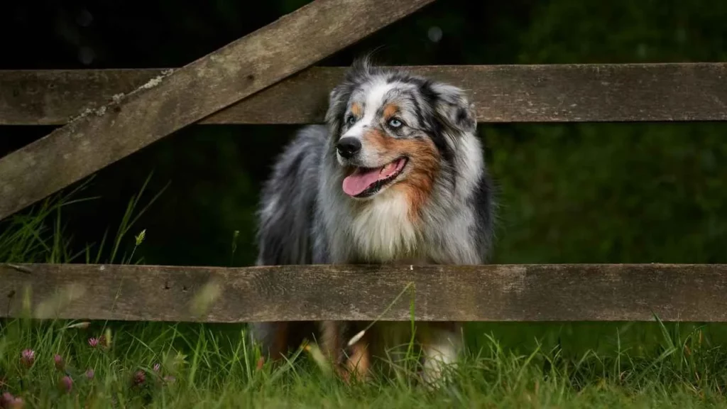 Australian Shepherd